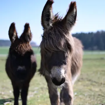 Zwergesel im Streichelzoo auf dem Bauernhof
