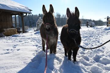 Zwergesel im Schnee auf dem Ferienbauernhof am Chiemsee