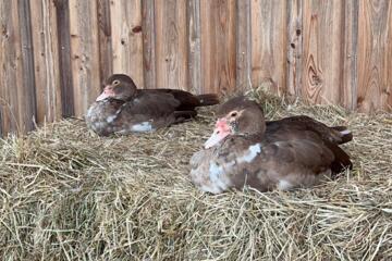 Enten auf dem Ferienbauernhof am Chiemsee
