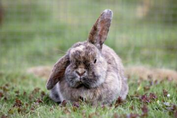 Hase auf dem Ferienbauernhof