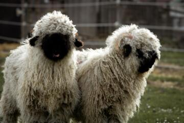 Schwarznasenschafe auf dem Ferienbauernhof